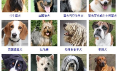 小型宠物狗品种图片大全,可爱造型与温馨陪伴