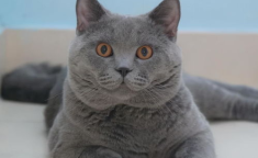 短毛猫,温顺优雅的宠物伴侣全解析