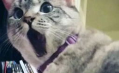 娱乐吃瓜君和猫,揭秘娱乐圈的萌宠趣事